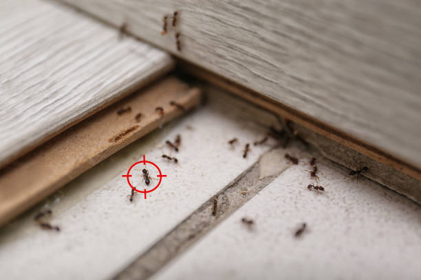 Best Ant Control Services  in Clinton, MS